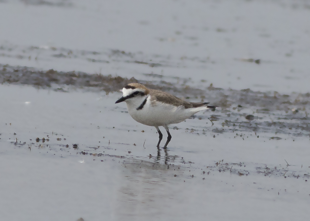 Kentish Plover
